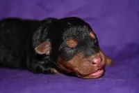 Pumpkin, a female Welsh Terrier for sale in Draper, VA – 10 of 10