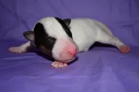 Snow Bell, a female Wire Fox Terrier for sale in Draper, VA – 8 of 10