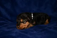 Commander, a male Welsh Terrier for sale in Draper, VA – 3 of 6