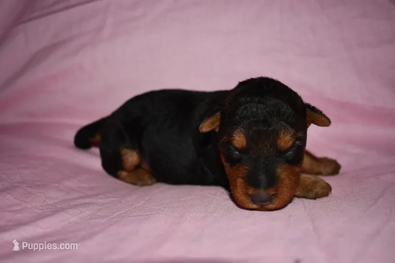 Hazelnut – Welsh Terrier puppy for sale in Draper, VA