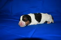 Brewster, a male Wire Fox Terrier for sale in Draper, VA – 5 of 6