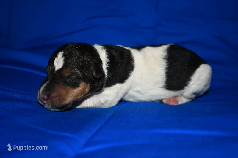 Wilbur – Wire Fox Terrier puppy for sale in Draper, VA