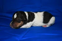 Wilbur, a male Wire Fox Terrier for sale in Draper, VA – 1 of 7