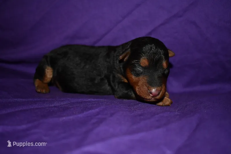 Nutmeg – Welsh Terrier puppy for sale in Draper, VA