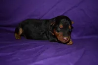 Nutmeg, a female Welsh Terrier for sale in Draper, VA – 1 of 8