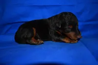 Spice, a male Welsh Terrier for sale in Draper, VA – 7 of 10