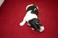 Oliver, a male Wire Fox Terrier for sale in Draper, VA – Photo 10 of 10