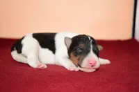 Oliver, a male Wire Fox Terrier for sale in Draper, VA – Photo 1 of 10