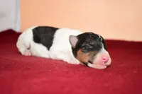 Oliver, a male Wire Fox Terrier for sale in Draper, VA – Photo 4 of 10