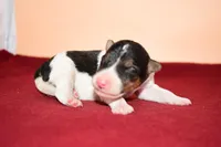 Oliver, a male Wire Fox Terrier for sale in Draper, VA – Photo 5 of 10