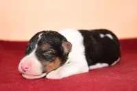 Oliver, a male Wire Fox Terrier for sale in Draper, VA – Photo 7 of 10