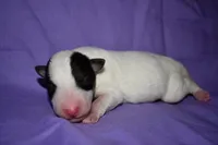 Snow Bell, a female Wire Fox Terrier for sale in Draper, VA – 7 of 10