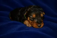 Valor, a male Welsh Terrier for sale in Draper, VA – 2 of 6