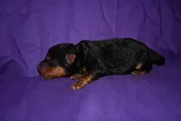 Pumpkin, a female Welsh Terrier for sale in Draper, VA – 8 of 10