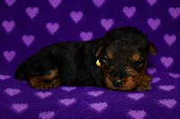 Liberty, a female Welsh Terrier for sale in Draper, VA – 3 of 7