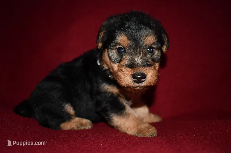 Tribute – Welsh Terrier puppy for sale in Draper, VA