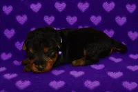 Freedom, a female Welsh Terrier for sale in Draper, VA – 3 of 6