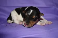 Daisy , a male Wire Fox Terrier for sale in Draper, VA – 4 of 7