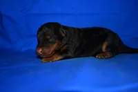 Crisp, a male Welsh Terrier for sale in Draper, VA – 7 of 10