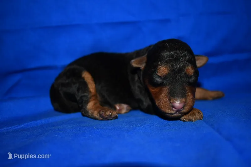 Cider – Welsh Terrier puppy for sale in Draper, VA