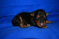 Cider, a male Welsh Terrier for sale in Draper, VA – 1 of 8