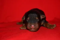 Cedar, a female Welsh Terrier for sale in Draper, VA – 5 of 9