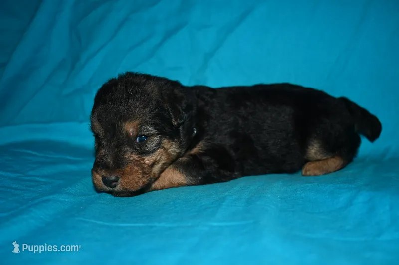Tribute – Welsh Terrier puppy for sale in Draper, VA