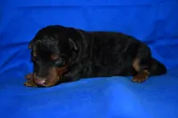Spice, a male Welsh Terrier for sale in Draper, VA – 4 of 10