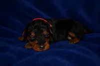 Firecracker, a male Welsh Terrier for sale in Draper, VA – 3 of 7