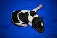 Wilbur, a male Wire Fox Terrier for sale in Draper, VA – 7 of 7