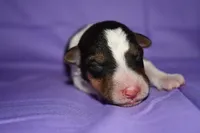 Sunflower, a male Wire Fox Terrier for sale in Draper, VA – 4 of 9