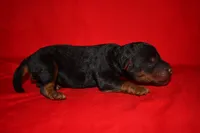 Cedar, a female Welsh Terrier for sale in Draper, VA – 8 of 9