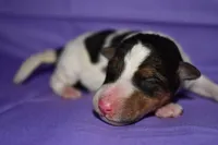 Charlotte, a male Wire Fox Terrier for sale in Draper, VA – 5 of 9