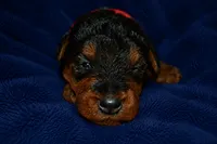 Firecracker, a male Welsh Terrier for sale in Draper, VA – 4 of 7