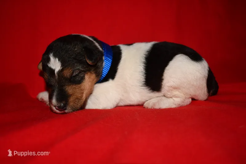 Wilbur – Wire Fox Terrier puppy for sale in Draper, VA