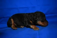 Cider, a male Welsh Terrier for sale in Draper, VA – 5 of 8