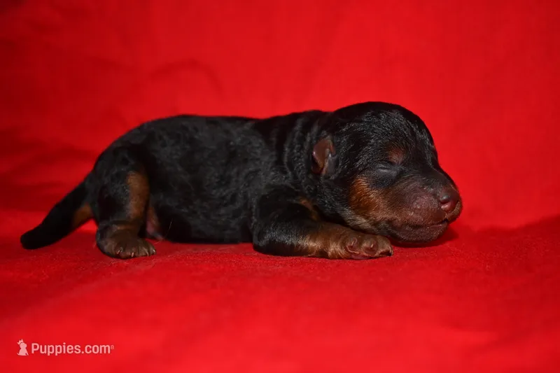 Timber – Welsh Terrier puppy for sale in Draper, VA