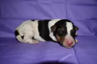 Sunflower, a male Wire Fox Terrier for sale in Draper, VA – 5 of 9