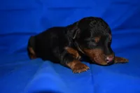Spice, a male Welsh Terrier for sale in Draper, VA – 9 of 10