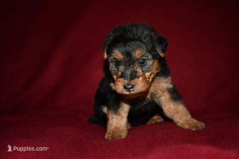Valor – Welsh Terrier puppy for sale in Draper, VA
