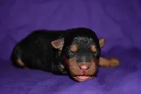 Pumpkin, a female Welsh Terrier for sale in Draper, VA – 9 of 10