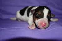 Charlotte, a male Wire Fox Terrier for sale in Draper, VA – 7 of 9