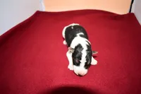 Benny, a male Wire Fox Terrier for sale in Draper, VA – Photo 10 of 10