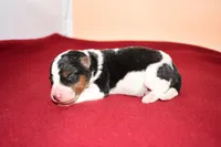 Benny, a male Wire Fox Terrier for sale in Draper, VA – Photo 1 of 10