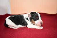 Benny, a male Wire Fox Terrier for sale in Draper, VA – Photo 4 of 10