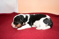 Benny, a male Wire Fox Terrier for sale in Draper, VA – Photo 5 of 10