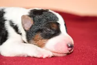Benny, a male Wire Fox Terrier for sale in Draper, VA – Photo 9 of 10