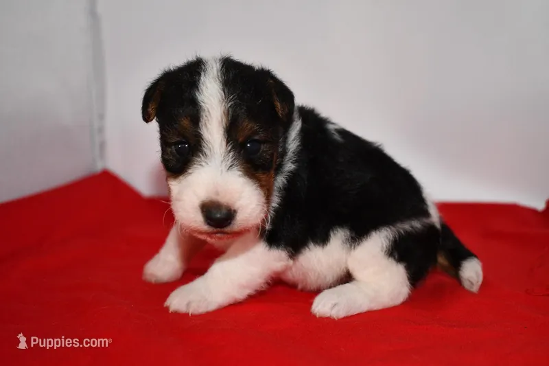 Benny – Wire Fox Terrier puppy for sale in Draper, VA