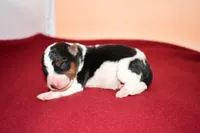 Benny, a male Wire Fox Terrier for sale in Draper, VA – Photo 3 of 10