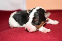 Benny, a male Wire Fox Terrier for sale in Draper, VA – Photo 8 of 10